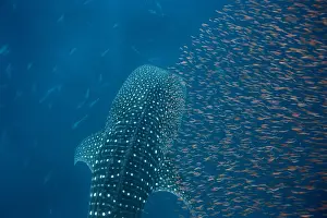 Whale shark (Rhincodon typus) with a shoal of red fish evading predation, Honda Bay