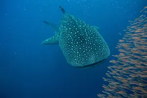 Whale shark (Rhincodon typus) with a shoal of red fish evading predation, Honda Bay