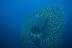 Puerto Princesa Prints: Whale shark (Rhincodon typus) surrounded by a shoal of fish evading predation, Honda Bay
