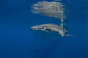 Puerto Princesa Prints: Whale shark (Rhincodon typus) swimming beneath the surface in Honda Bay, Palawan