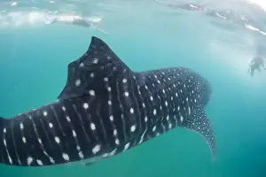 La Paz Prints: Whale shark (Rhincodon typus), underwater with snorkelers off El Mogote, near La Paz