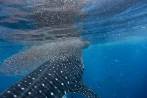Whale shark (Rhincodon typus) vertical suction feeding on a shoal of red fish, Honda Bay