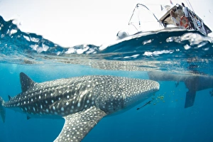Surface Level View Prints: Whale shark, Sakatia Island, Madagascar, Indian Ocean, Africa