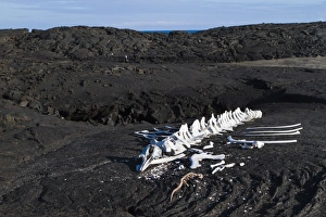 The End Prints: Whale skeleton, Fernandina Island