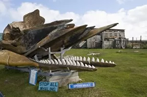 Images Dated 3rd March 2009: Whale skeleton in private garden, Port Stanley, Falkland Islands, South America