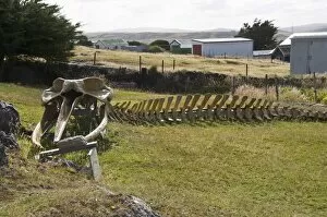 Whale skeleton in private garden, Port Stanley, Falkland Islands, South America