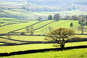 Stone Wall Prints: Wharfedale near Appletreewick, Yorkshire Dales, Yorkshire, England, United Kingdom, Europe