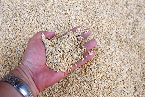 Images Dated 17th April 2008: Wheat, Agadir, Morocco, North Africa, Africa