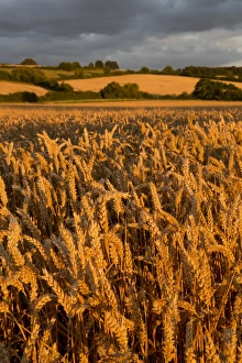 Moody Sky Gallery: Wheat in evening sunlight, near Chipping Campden, Cotswolds, Gloucestershire, England
