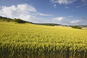 Ripe Prints: A wheat field in the Champagne area, France, Europe