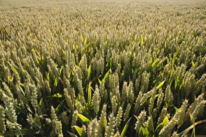 Backgrounds Prints: Wheat field, Chipping Campden, Cotswolds, Gloucestershire, England, United Kingdom