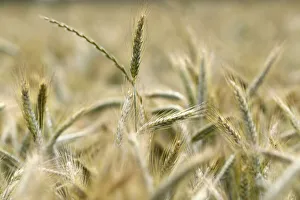 Yonne Prints: Wheat field, cultivated plants and agriculture, Yonne, France, Europe
