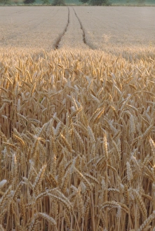 Fragile Prints: Wheat field in the Dordogne, Aquitaine, France, Europe