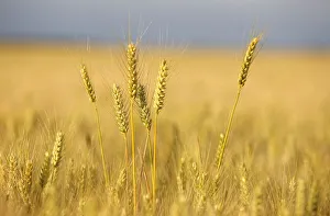 Images Dated 9th July 2007: Wheat field, Eure, France, Europe