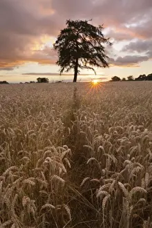 Silhouetted Prints: Wheat field with path and tree at sunset