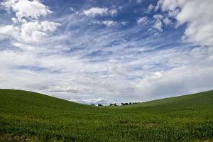 Piedmont Prints: Wheat field in spring near Novara, Novara, Piedmont, Italy, Europe