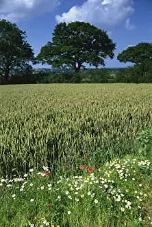 Wheat Prints: Wheat field with wild flowers on the edge on farmland near Warwick, Warwickshire
