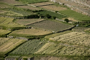 Wheat fields in the Panjshir Valley, Afghanistan, Asia