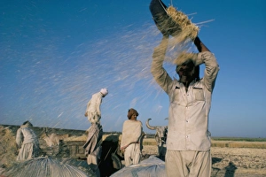 Wheat harvest