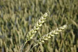 Wheat, Haute Savoie, France, Europe