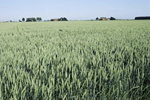 Netherland Prints: Wheat, North East Friesland