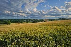 Warwickshire Prints: Wheatfield, Warwickshire, England, United Kingdom, Europe