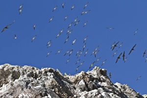 Isla San Pedro Matir Prints: Wheeling birds, Isla San Pedro Martir