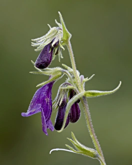 Wild Flowers Prints: Whipples penstemon (Penstemon whippleanus), Gunnison National Forest
