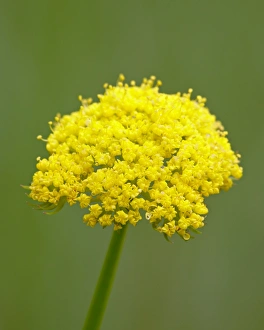 Pla Nts Prints: Whiskbroom parsley (Harbouria trachypleura)