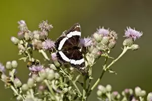 Images Dated 12th August 2008: White Admiral (Basilarchia arthemis) butterfly, Waterton Lakes National Park