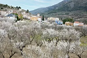 Floral Prints: White almond blossom trees in orchard set below mountains