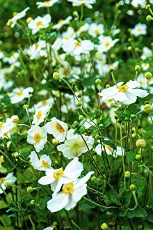 Freshness Prints: White anemones bloom in a garden