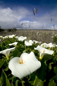 Lilies Prints: White arum lily, Araceae, Great Ocean Road, Victoria, Australia, Pacific