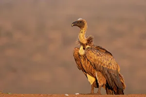 Raptor Prints: White-backed vulture (Gyps africanus)