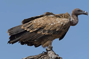 Tsavo Prints: A white-backed vulture (Gyps africanus) on a tree top, Tsavo, Kenya, East Africa, Africa