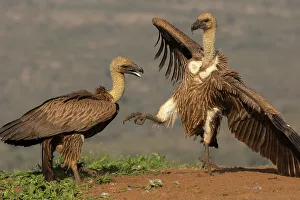Claw Prints: White-backed vultures (Gyps africanus) fighting