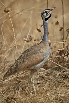 White-bellied bustard (white-bellied korhaan) (Eupodotis senegalensis), male, Ruaha National Park