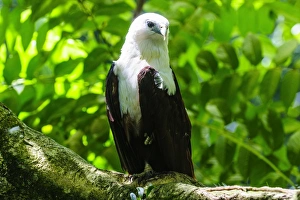 Eagle Prints: White-bellied sea eagle (Haliaeetus leucogaster)