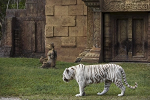 Tiger Prints: White Bengal Tiger at Miami Metro Zoo