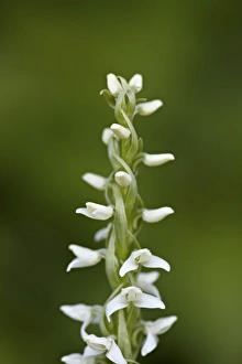 Albert A Prints: White bog orchid (Habenaria dilatata)