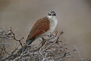White-browed coucal (Centropus superciliosus), Selous Game Reserve, Tanzania, East Africa