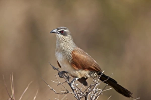 Game Reserve Prints: White-browed coucal (Centropus superciliosus), Selous Game Reserve, Tanzania, East Africa