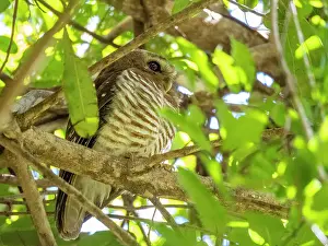 Indigenous Prints: White browed owl perched on a tree limb in Isalo National Park in Madagascar near its natural habitat