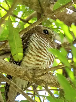 Feathers Prints: White browed owl resting on a tree limb in Isalo National Park