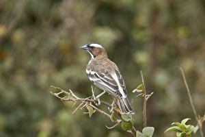 Game Reserve Prints: White-browed sparrow-weaver (Plocepasser mahali)