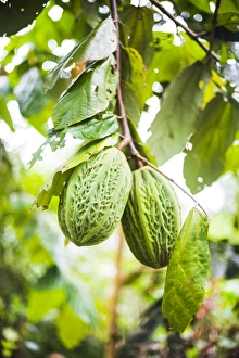 Coca Prints: White cacao tree, Amazon Rainforest, Coca, Ecuador, South America