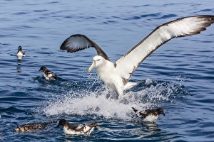 Albatross Prints: White-capped albatross, Thalassarche steadi