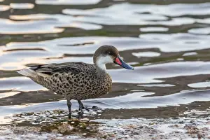 Duck Prints: White-cheeked pintail duck (Anas bahamensis) on Rabida Island