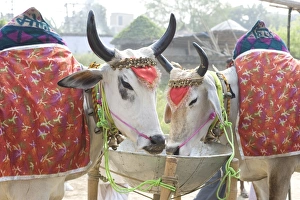 Annual Prints: Two white cows, decorated with cloth and bells