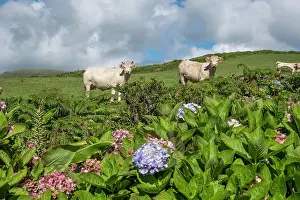 Three Animals Prints: White cows looking at the camera with some hydrangea plants in the foreground